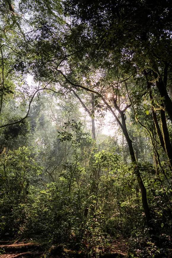 Jungle