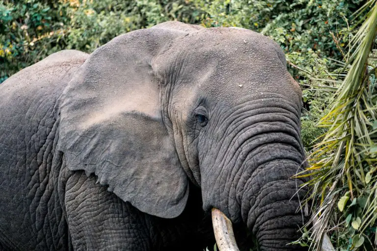elephant on riverbank