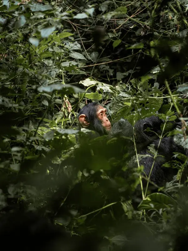 Baby Chimpansee in Oeganda in Kibale forest