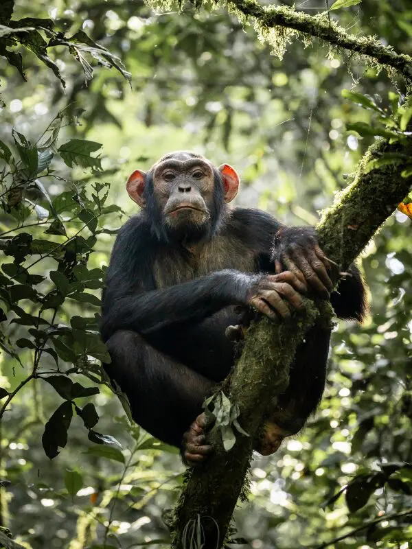 chimpansee trekking Uganda Nomads