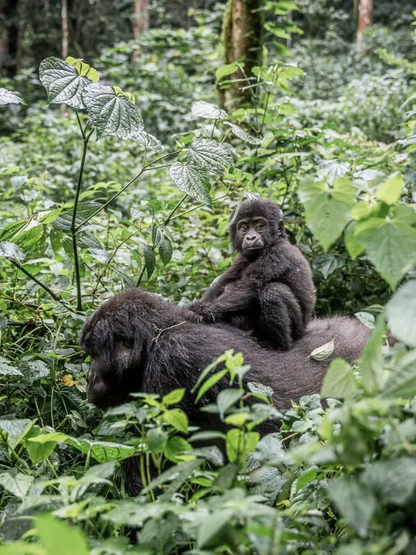 babygorilla in bwindi Forest
