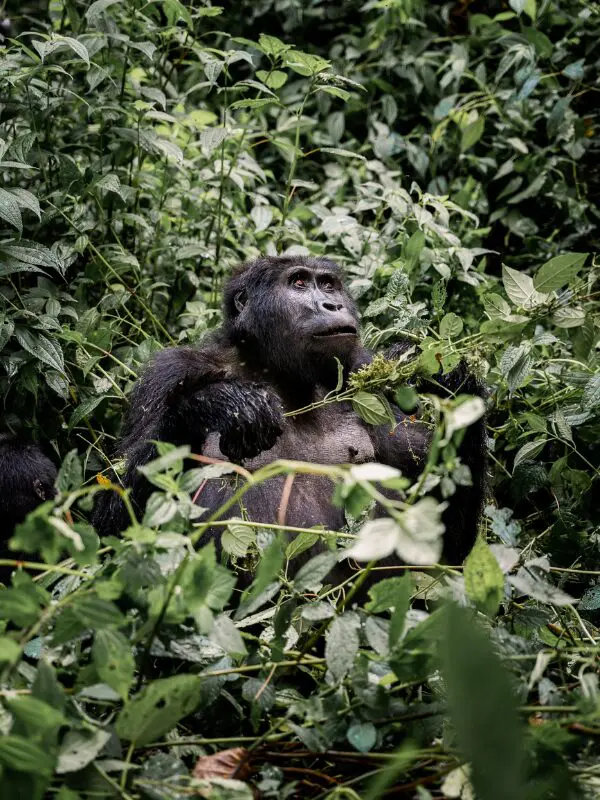 Berggorilla in bwindi forest tijdens rondreis in Oeganda
