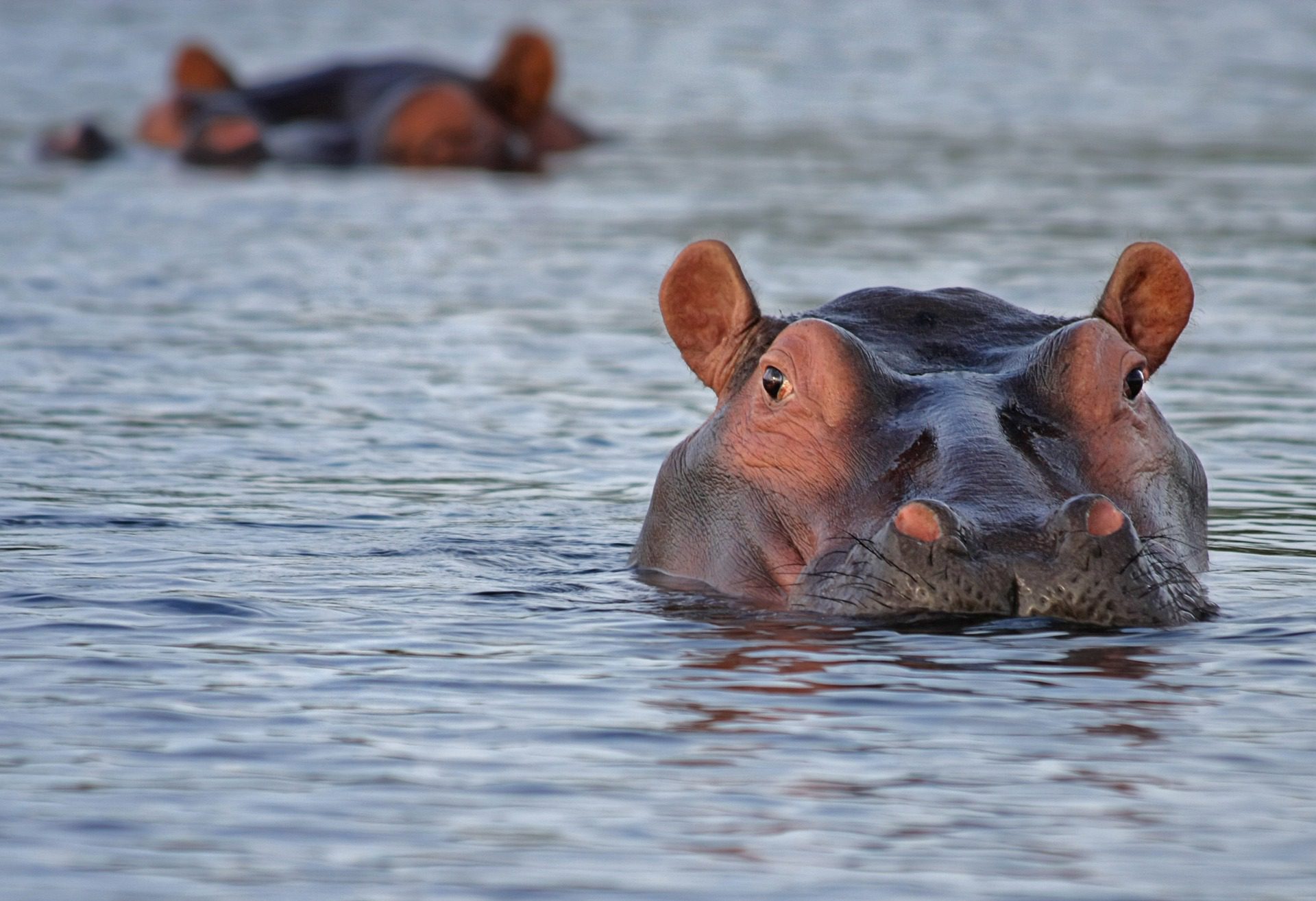 Nijlpaard in Lake Mburo, Oeganda