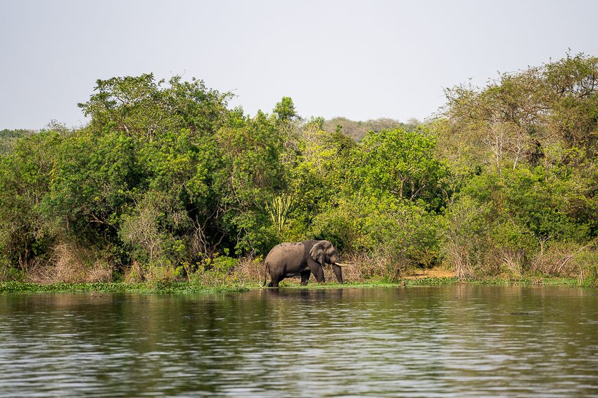 elephant on bank