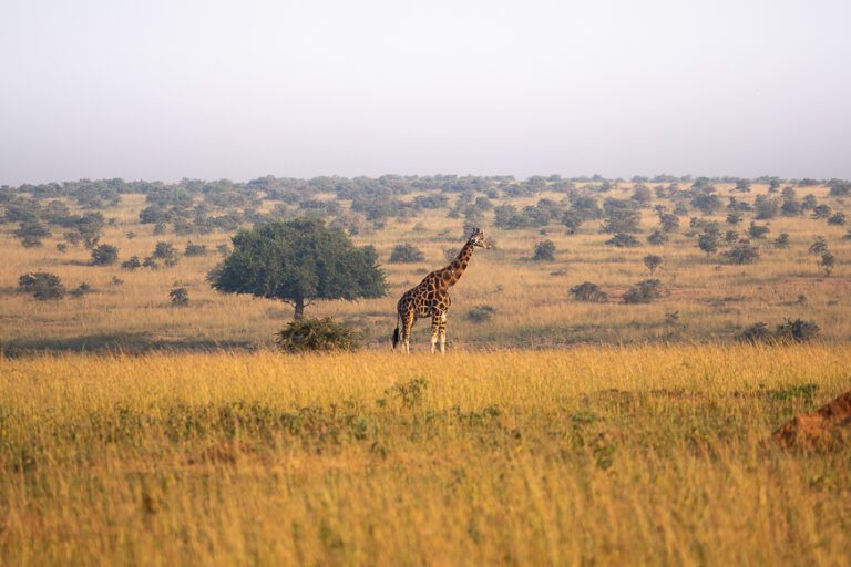 Giraffe in the savanna