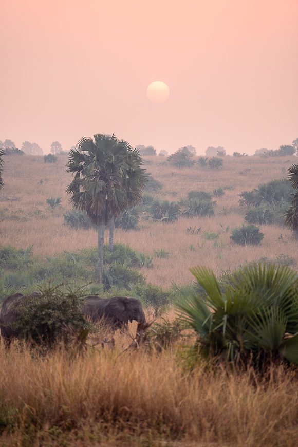 elephant in the savanna