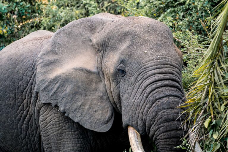 elephant on riverbank