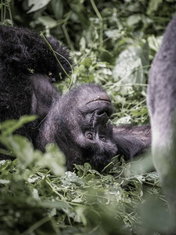 Gorille dans la forêt de Bwindi, Ouganda