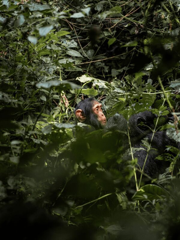 Bébé chimpanzé en Ouganda