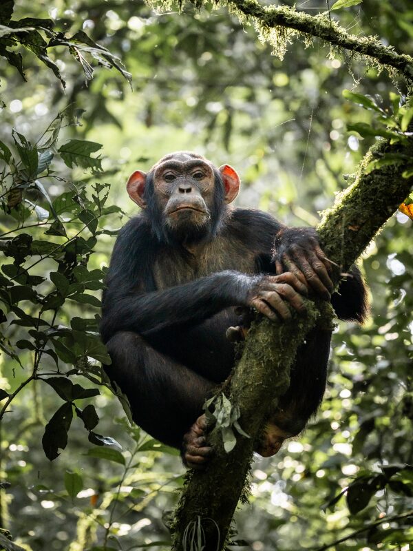chimpansee trekking Uganda Nomads