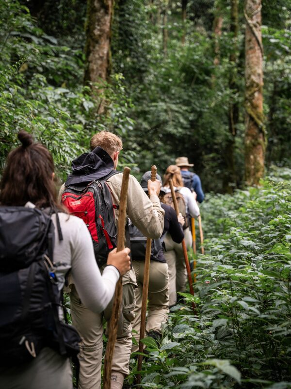 Trekking dans la jungle de la forêt de Bwindi