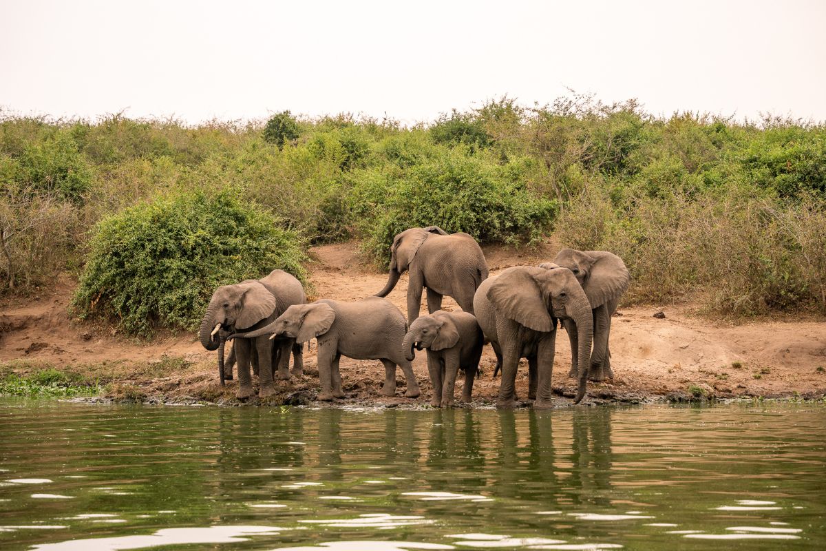 Des éléphants en train de boire de l'eau dans le parc Queen Elisabeth en Ouganda.