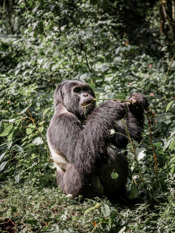 Silverback gorilla Uganda Bwindi bos