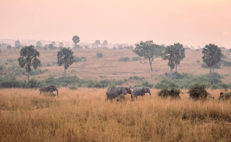 elephenats in a national park in Uganda