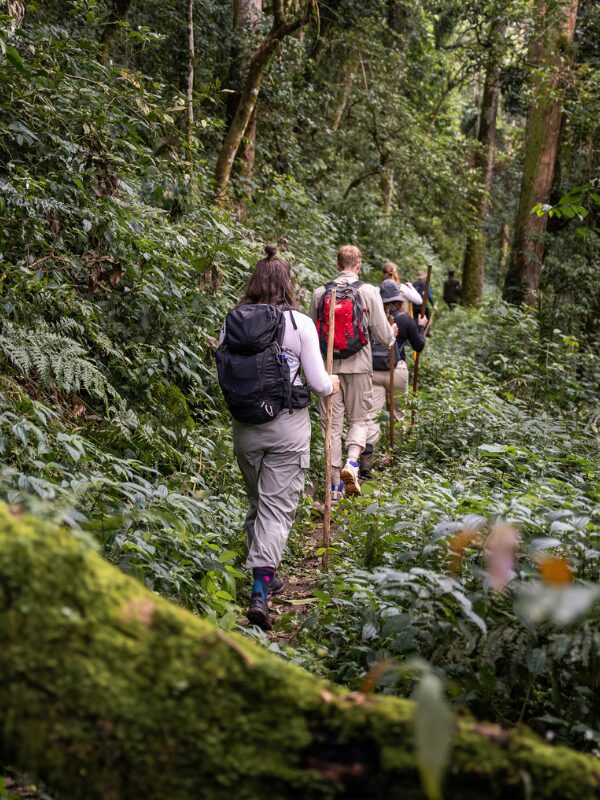 jungle trekking door het Bwindi-woud op zoek naar gorilla's