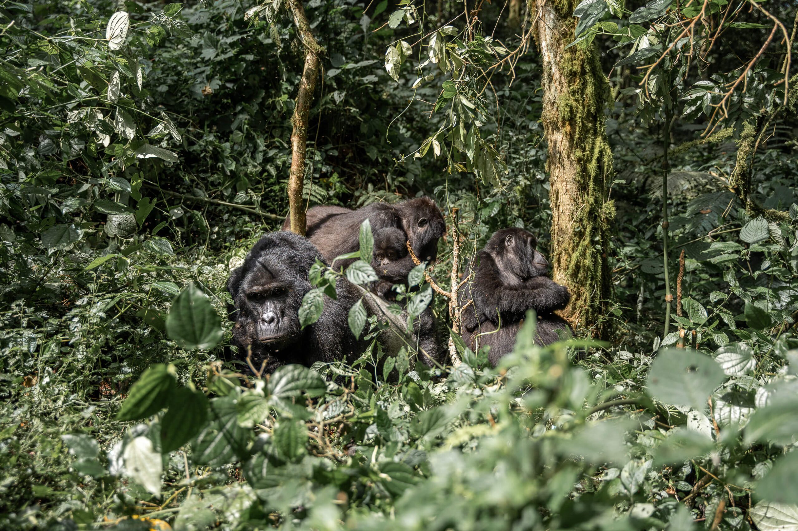 familie van berggorilla's in het Bwindi Forest