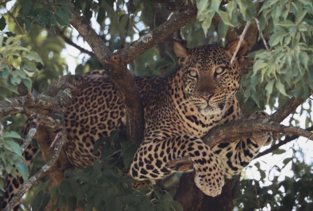 Eine Leopardsichtung im Murchison Falls Nationalpark