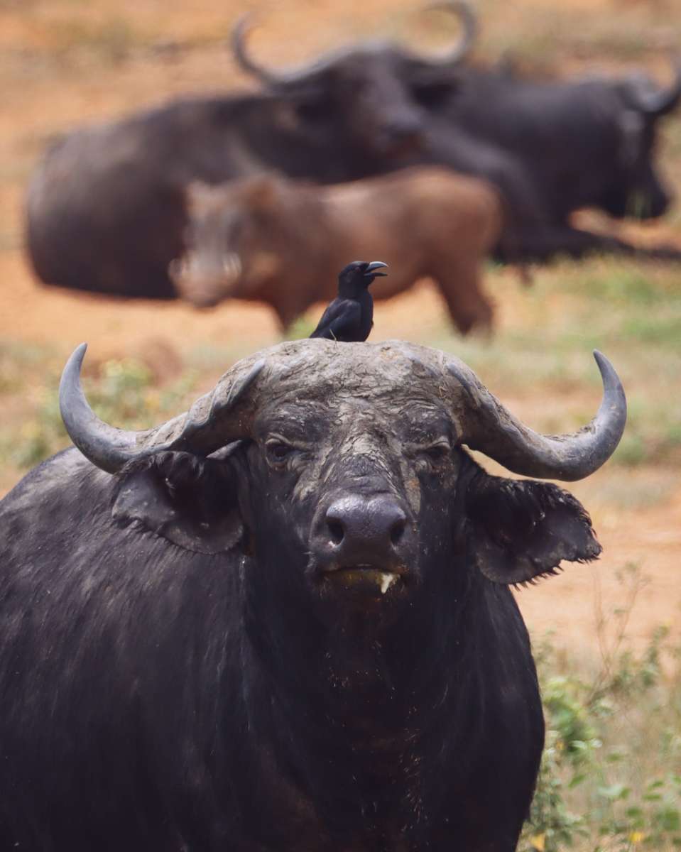 Een buffel in Murchison Falls National Park