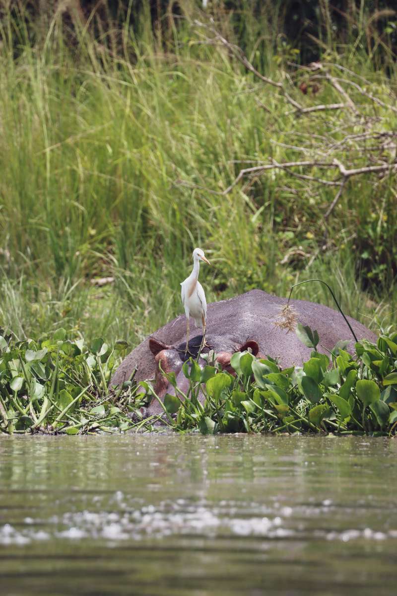 Drijvende royalty van Murchison Falls National Park: slechts een rimpeling, een blik, en de wilde natuur kijkt terug. 🦛
